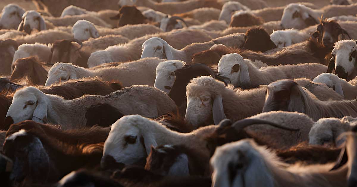 Akika Kurbanı afrika kurban bağışı