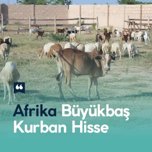 Afrika Büyükbaş Kurban Hisse