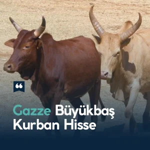 Gazze Büyükbaş Kurban Hisse