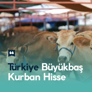 Türkiye Büyükbaş Kurban Hisse